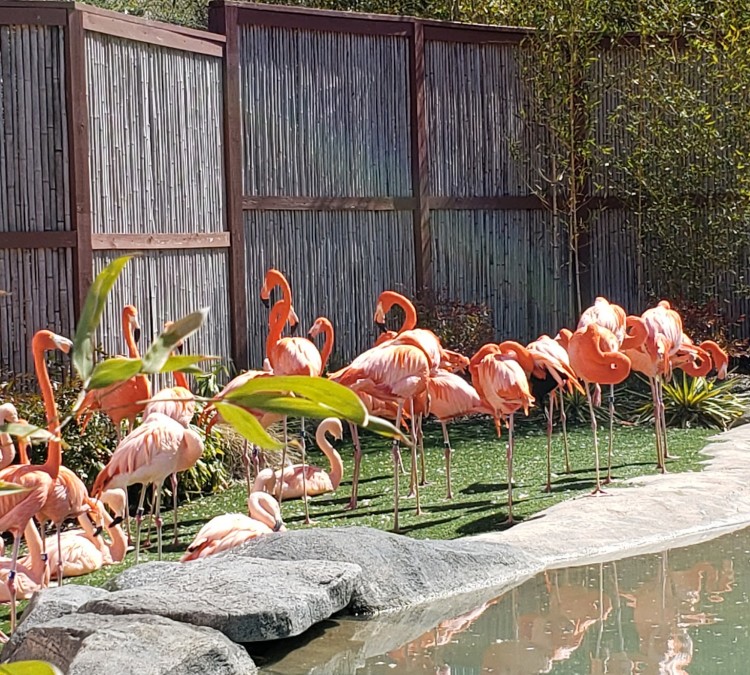 flamingos-photo